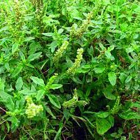 Amaranthus Spinosus