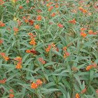 Asclepias Curassavica