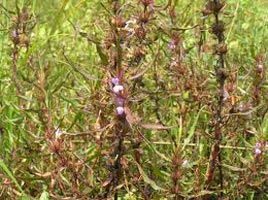 Asteracantha Longifolia