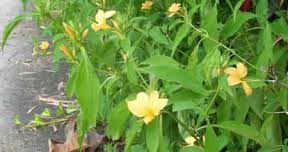 Barleria Prionitis