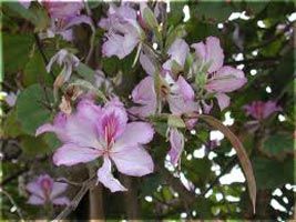 Bauhinia Variegata