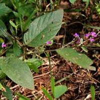 Desmodium Gangeticum