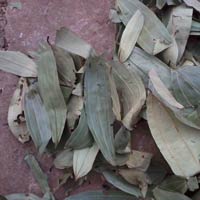 Cinnamon Leaves