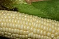 White Corn