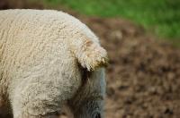 tail lambs