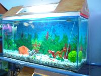 Fish Aquarium