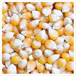 Maize (corn)