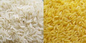 Non Basmati Rice