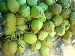 Tender Coconuts