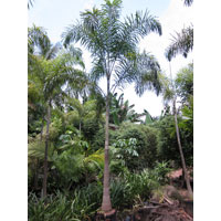 Foxtile Palm