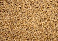 Barley Seeds