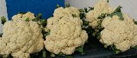 Fresh Cauliflower