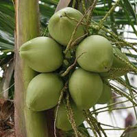 Tender Coconuts