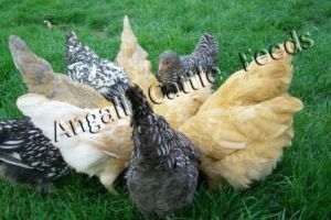 Broiler Chicken Grower Feed