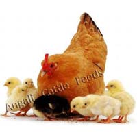 Broiler Poultry Pre Starter Feed