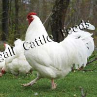 Broiler Poultry Starter Feed