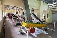 tea processing machinery