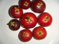 Kokum