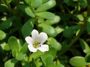 Organic Bacopa Extract