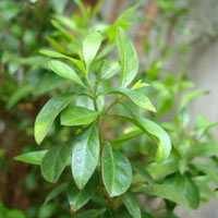 Henna Plant