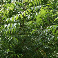 Neem Powder