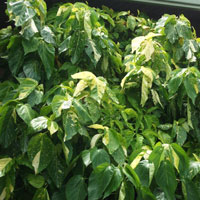 Acalypha Plant