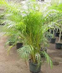 Areca Plam