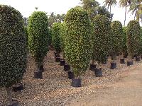 Ficus Black Tree