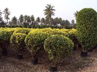 Ficus Panda Tree