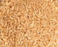 Wheat Seeds