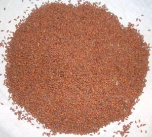 Taramira, Eruca Sativa, Medicinal Herbs