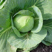 Cabbage