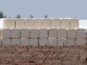 Cotton Bales