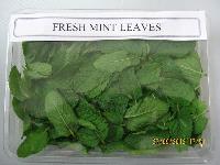 Fresh Mint Leaves