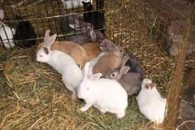 Breeding Rabbits