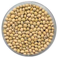 Soya Bean Seeds