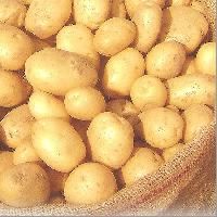 Potato Seed