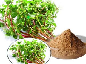 Bacopa Monnieri Extract