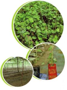 Pointed Gourd Plant