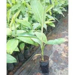 TC Kagdi Lemon Plants