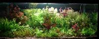 Planted Aquarium 001