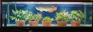 Planted Aquarium 002