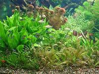 Planted Aquarium 003