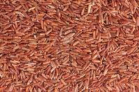 Red rice