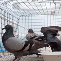 Pigeons Control Services