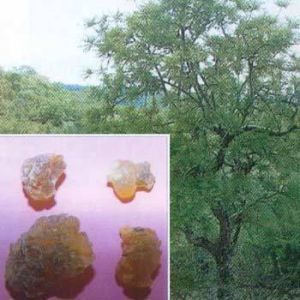 Boswellia Extract