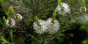 Tea Tree oil for skin