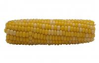 Corn Cobs