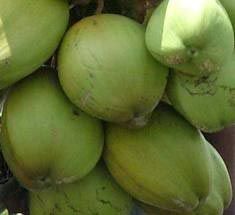 Green Tender Coconuts