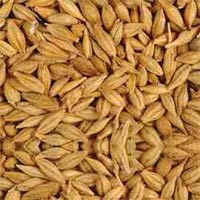 Barley Seeds